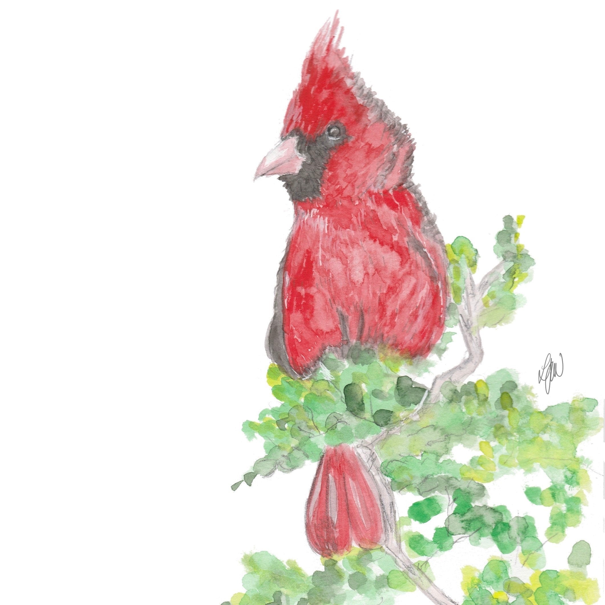 Cardinal watercolour print