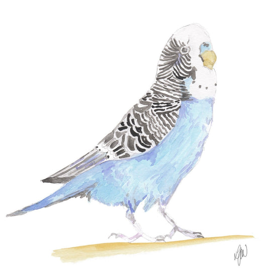 Budgerigar Watercolour print