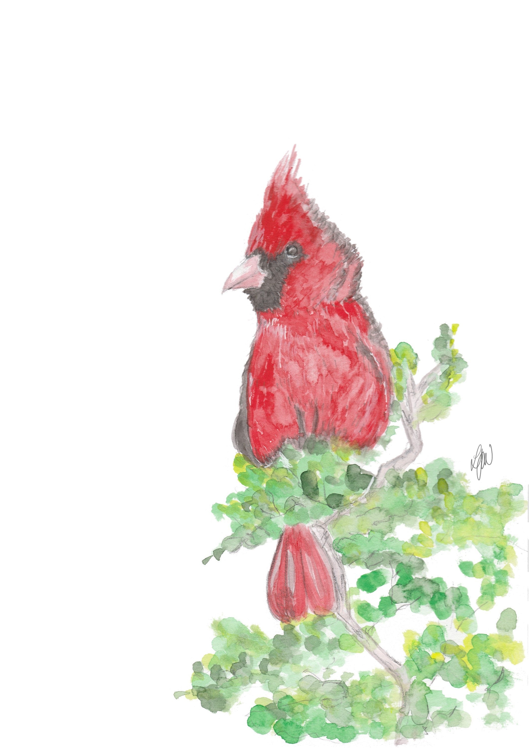 Cardinal watercolour print