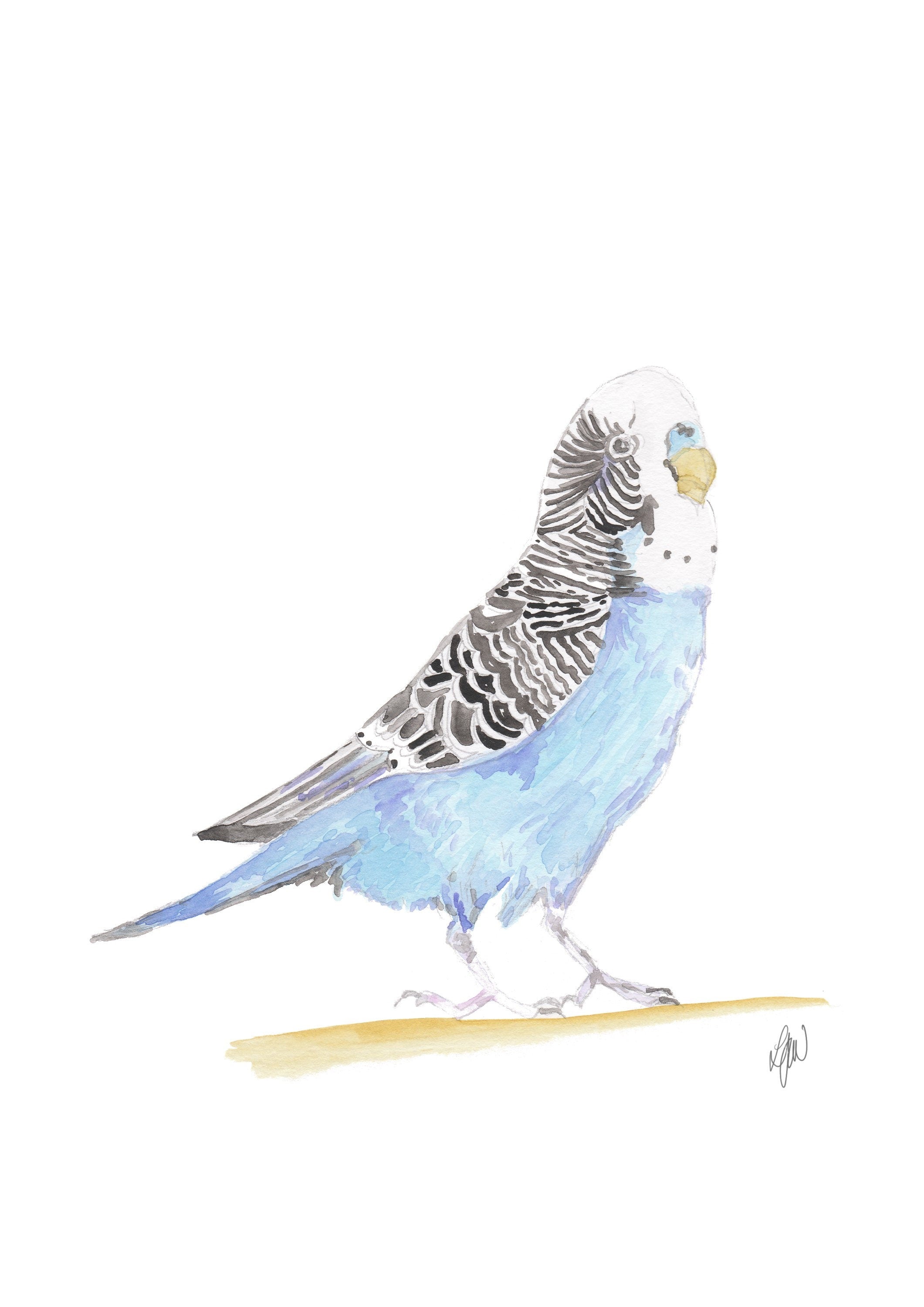 Budgerigar Watercolour print
